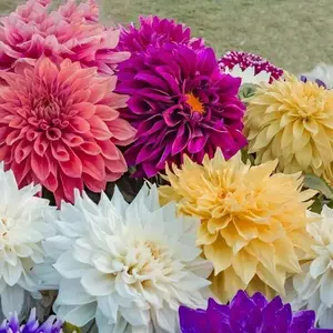 Dahlia BRIGHT Mix ( Tuber ) Blooms Summer to fall