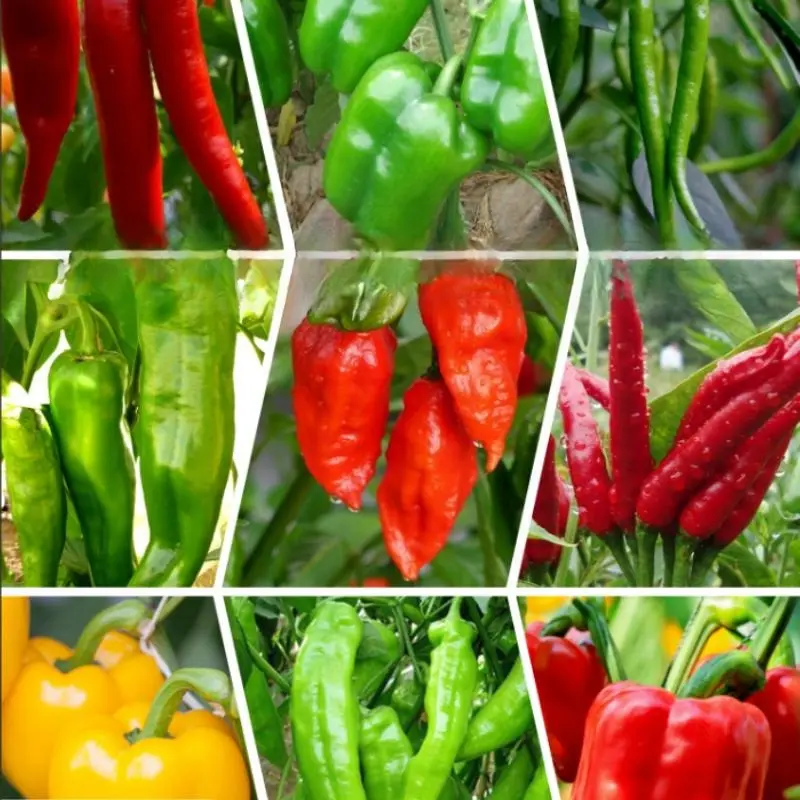 1000-Piece Mixed Variety Pack Chili Pepper Seeds, Organic Vegetable Seeds for Indoor-Balcony Small-Space Urban Gardening, Year-Round Homegrown Hot Peppers
