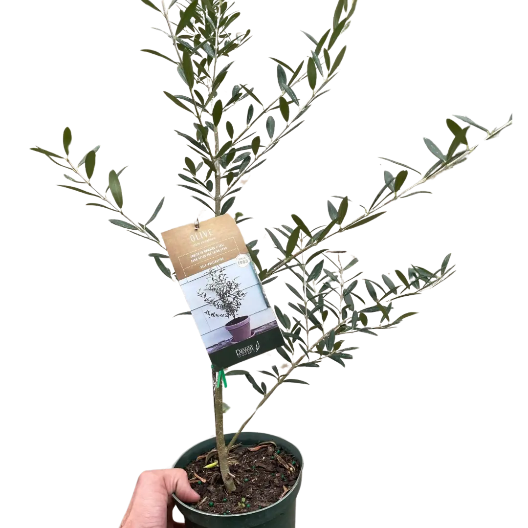 Common Olive Tree (Olea europaea)