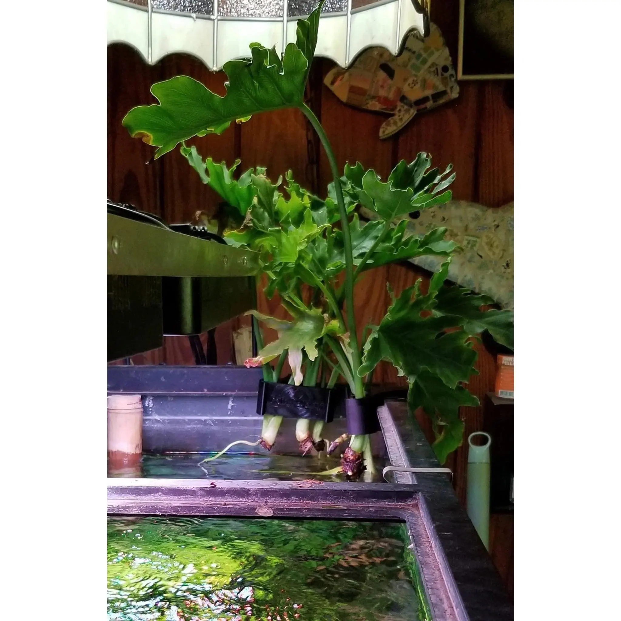 Poth-O-Carry Plus: Pothos Holder with Open Face Technology - TikTok Shop