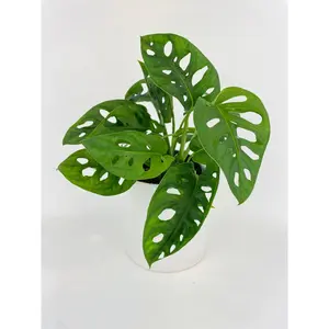 Monstera Adansonii