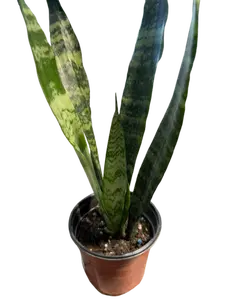 4" Snake Plant (Dracaena Trifasciata) in Growers Pot, Low Maintenance, Easy to Care for, Ideal for Small Spaces & Air-Purifying Benefits
