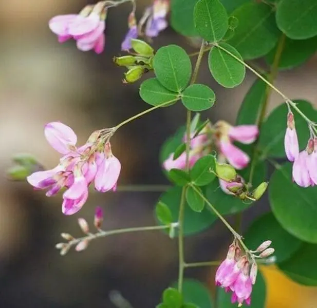 100  Shrubby Bush Clover Flower Seeds LESPEDEZA BICOLOR Seeds