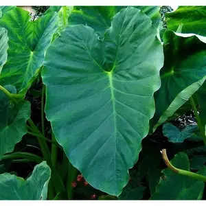 Elephant Ear bulbs, Tropical Foliage, Size 11/13