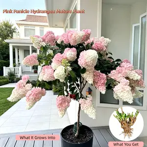Pink Panicle Hydrangea Mature Bare Root Plant – Hardy Perennial, Healthy Root System, Easy for Beginners, Ideal for Outdoor Garden & Patio