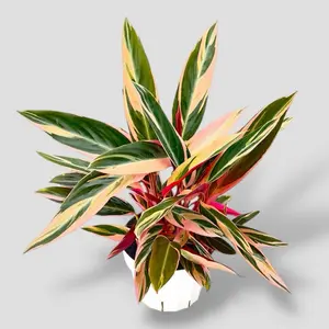 Triostar Stromanthe, 6 Inch Pot, Live Plant