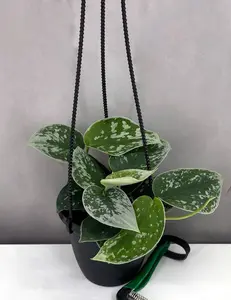 Scindapsus Pictus Silvery Ann