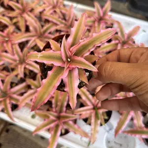 Pink earth star plant 3 in pot