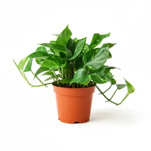 Golden Pothos