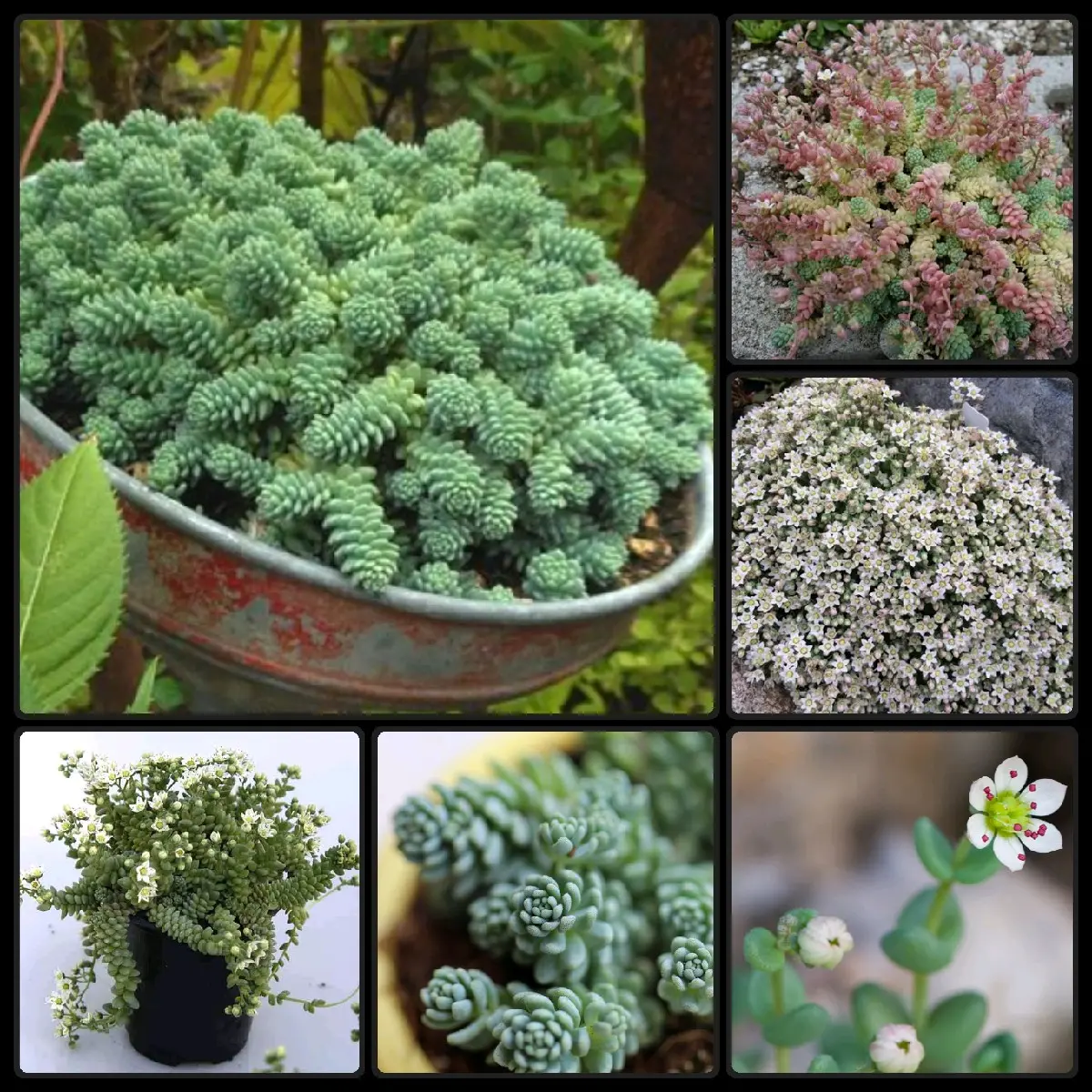 Stunning Himalayan Skies Sedum Dasyphyllum Succulent Rooted & Established
