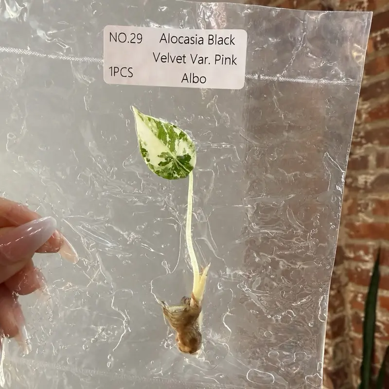 Alocasia Black Velvet Pink TC Plantlet