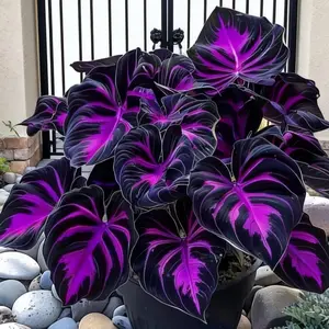 800pcs Black Purple Hosta Seeds Perennials with Deep Foliage, Easy to Grow for Bold Garden all season