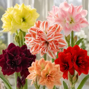 【Summer Vibes】Hippeastrum Seeds - Giant AmaryllisBlooms, Easy to Plant，Vibrant Color Flowers, Beginner-Friendly, Non-GMO Flower Seeds for Indoor & OutdoorGarden, Long-Lasting Ornamental Plant, Perfect Gift forPlant Lovers