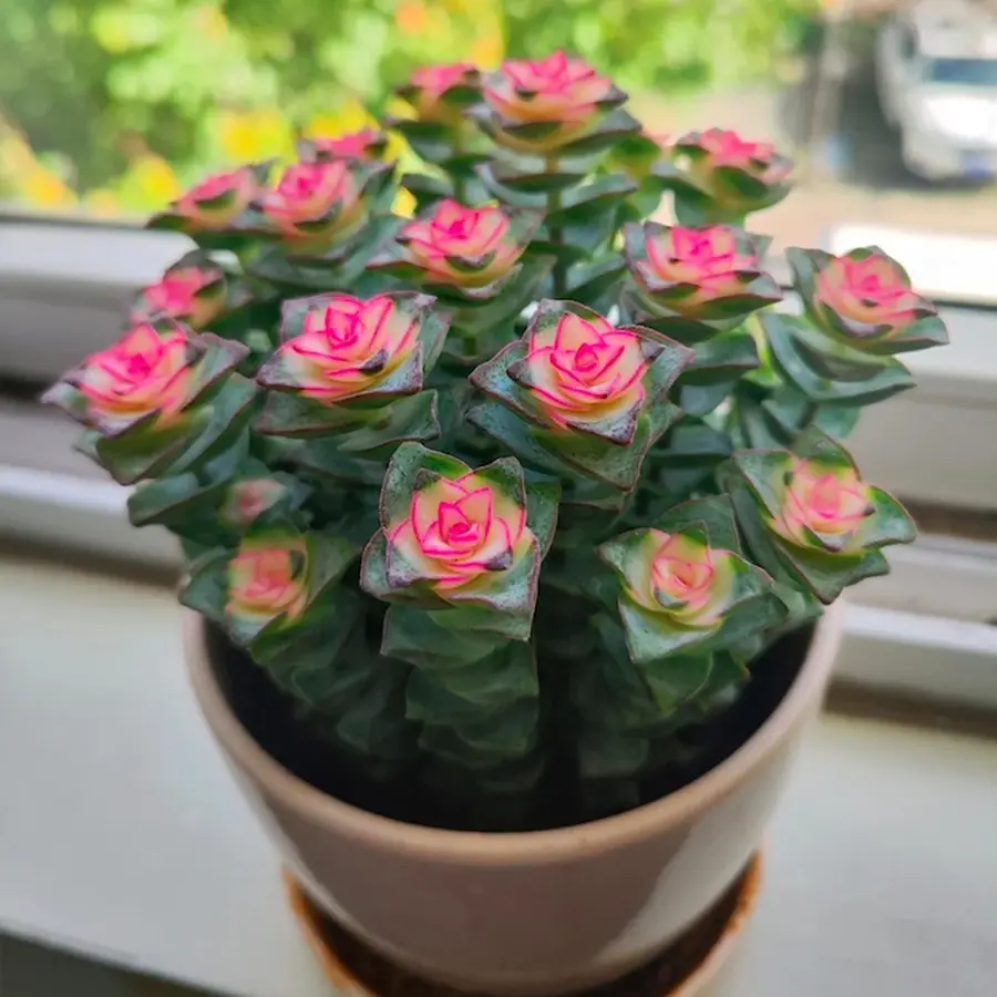 Live Succulent Echeveria "Baby Necklace" — Lucky rose-shaped spiral succulent, easy to grow. Perfect 2-inch potted gift, ideal for home and garden decoration.