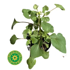 MAZO OF HORSE GUIZASO