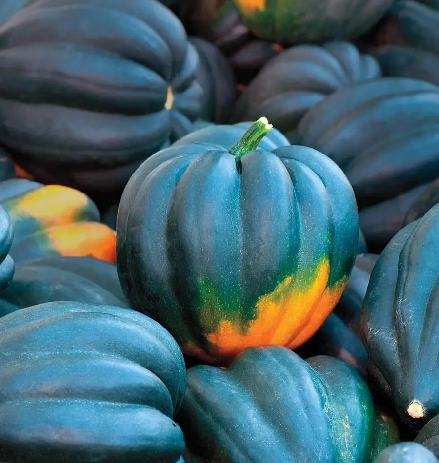TomorrowSeeds - Table King Bush Acorn Squash Seeds -  AAS Winner Winter Fall Garden Pumpkin Pepper Des Moines Vegetable Seed 2024 Season