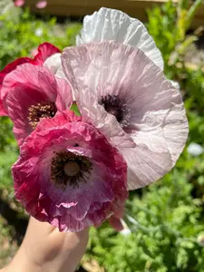 100+ Mother of pearl poppy flower seeds