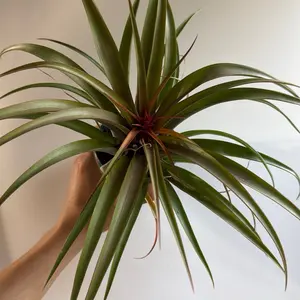 Tillandsia hermosa  Live Tropical Air Plant for Beginners Easy Care Decorative Home Flower Water Friendly Greenish Grey Leaves Delicate Pink Flowers