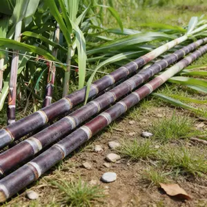 Purple Sugarcane Seeds for Planting, Non-GMO, High Germination, Grow Your Own Sweet Edible Cane at Home