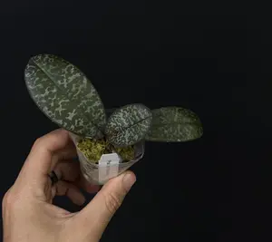 Phalaenopsis schilleriana •  Species Orchid • Mottled Foliage