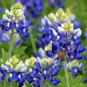 Texas Bluebonnet Seeds | 50 Seeds
