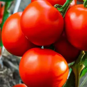 TomorrowSeeds - Marglobe Tomato Seeds -  Disease Resistant High Yielder Indeterminate Tomatoes Red Fruit Vegetable Seeds 2024 Season