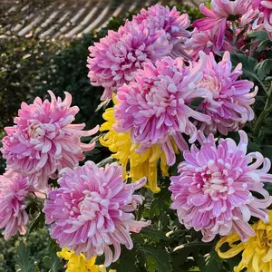 200 Pcs Chrysanthemum Seeds for Planting – Bright Fall Garden Flowers, Long Blooming Mix, Seeds Only, Not Live Plants