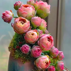 500Pcs Mountain Rose Succulent Seeds – Rare Echeveria Variety for Stunning Rock Gardens & Pots