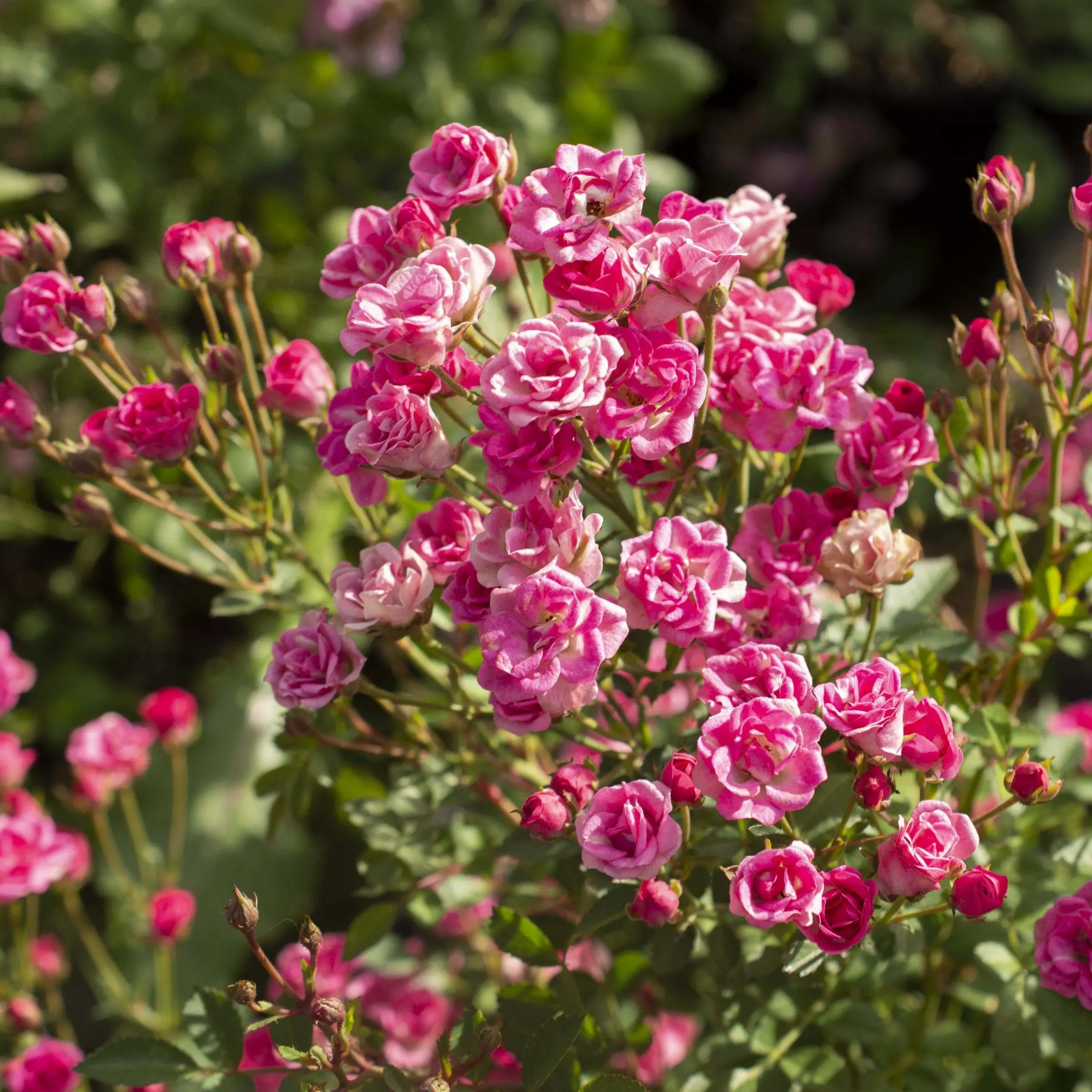 Pinku Mini Rose Live Plant, 4" Pot, Classic Color-Style Flower for Beds, Outdoor Spaces, Ideal for Gardeners, Romantic