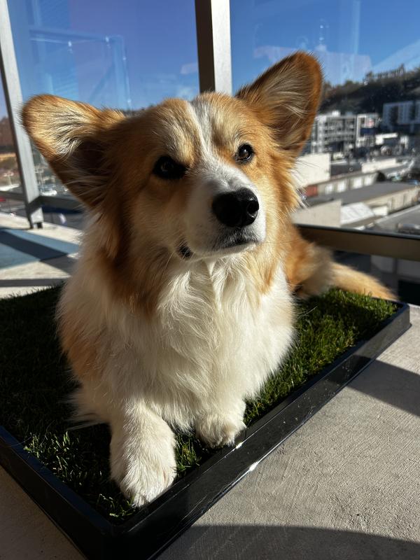 DoggieLawn Real Grass Potty Pad, Odor Neutralizing, Sustainable and Affordable - Pet Supplies