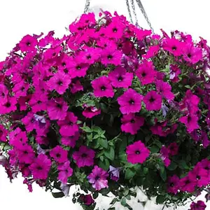 3000+ Rare Wave Violet Petunia Hybrid Garden Seeds - Non-gmo Flower Seeds for Hanging Baskets & Planting