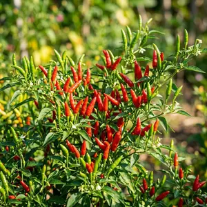 50 Thai Bird's Eye Chili Seeds for Planting - Extreme Heat Asian Pepper Seeds for Home Garden