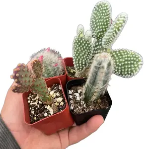 Mystery Cactus Bundle | 4 Small Cactus Plants | 2” |  Random Selection of 4 Unique Cacti for Your Home Decor