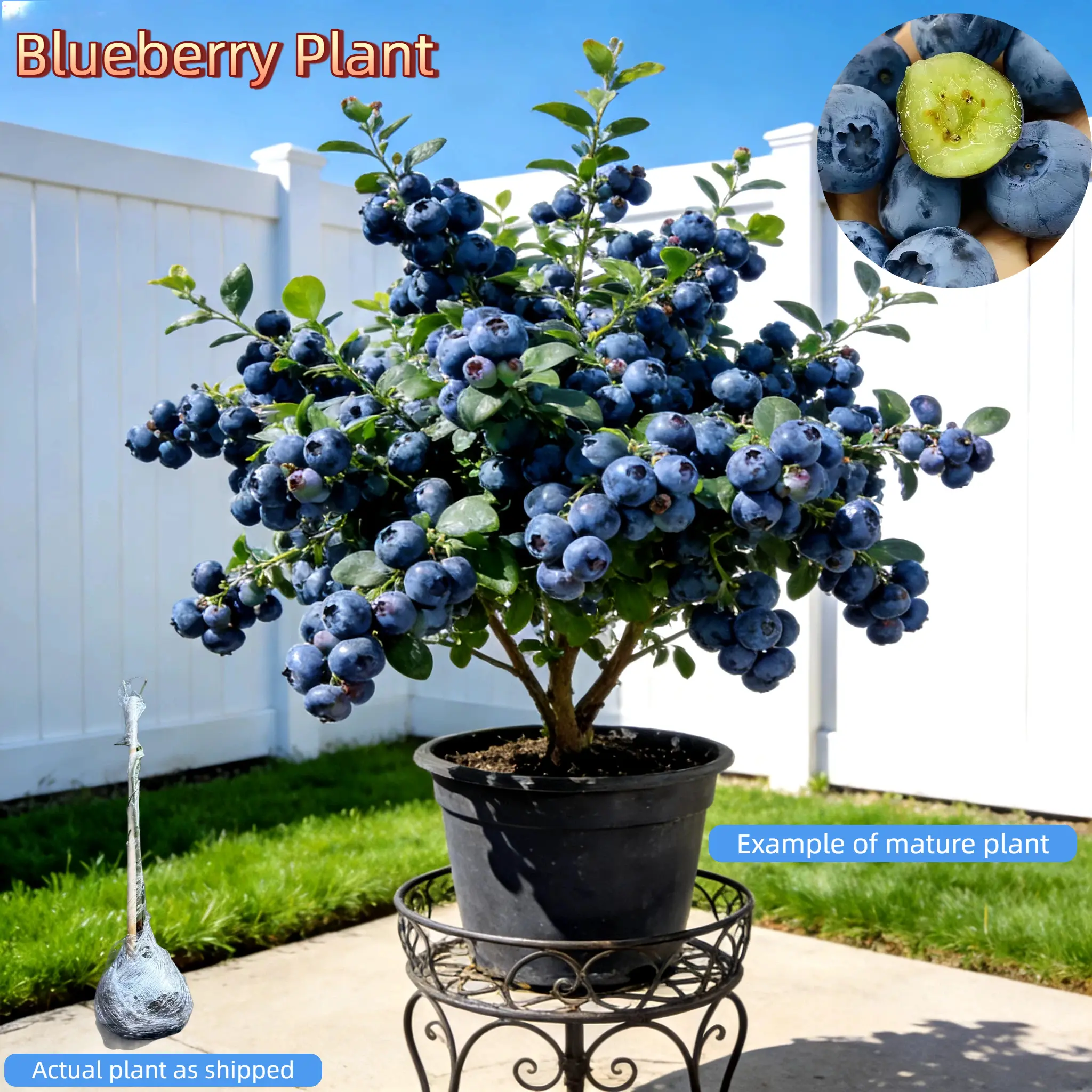 Bare Root Blueberry Plants | Live Fruit Bushes for Home Garden | High-Yield Sweet Berries | Perfect for Plant Parents & Gardening Beginners | Outdoor Planting Season Now