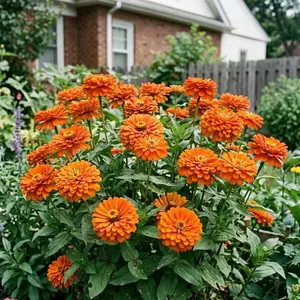 100 Orange Zinnia Seeds for Planting - Heirloom Orange Zinnia Flower Seeds for Home Garden