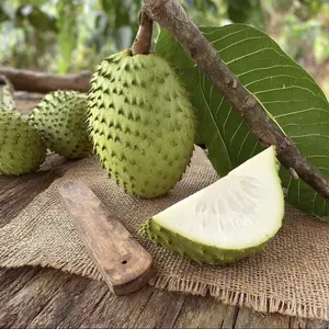 Soursop Seeds – Prickly Custard Apple Seeds for Home Garden Planting