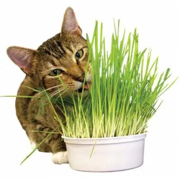 212 MAIN Cat Oat Grass Growing Kit - Organic Seeds, Indoor Use, Natural Treats, Digestion Aid, Adds Roughage, Fresh Breath, Hassle-Free Cultivation