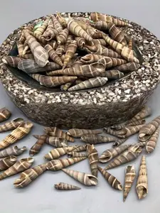 50g Natural Shell Snail Bamboo Knot Snail Crafts, Home and Party Decoration Creative Gifts Fish Tank Landscape Decoration