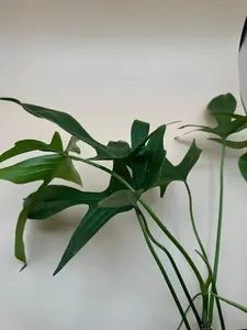 Philodendron Glad Hands | 4 In. Pot | House Plant | Live Plant