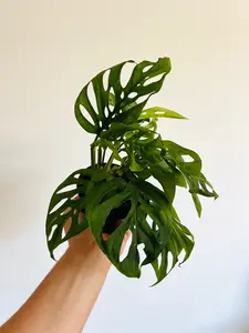 Monstera Esqueleto - Rare Aroid - 4" Pot