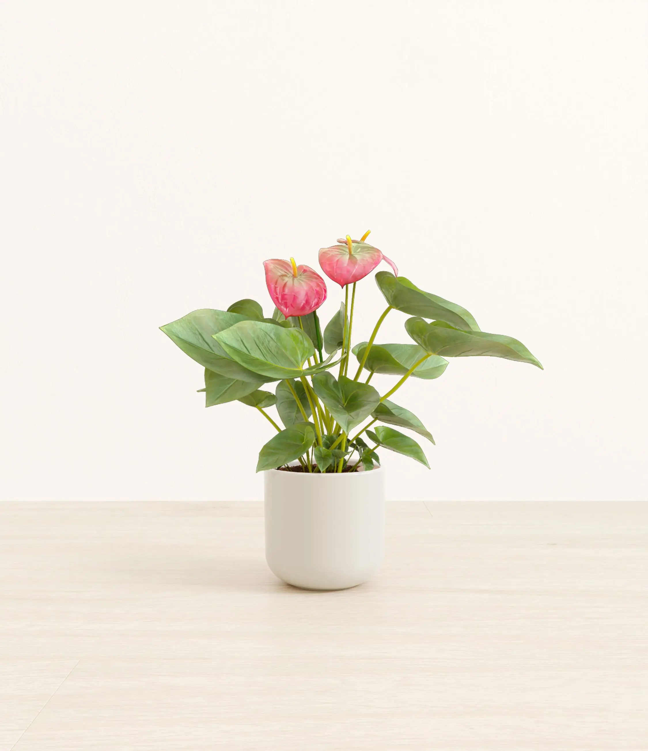 Anthurium Pink