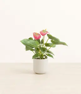 Anthurium Pink