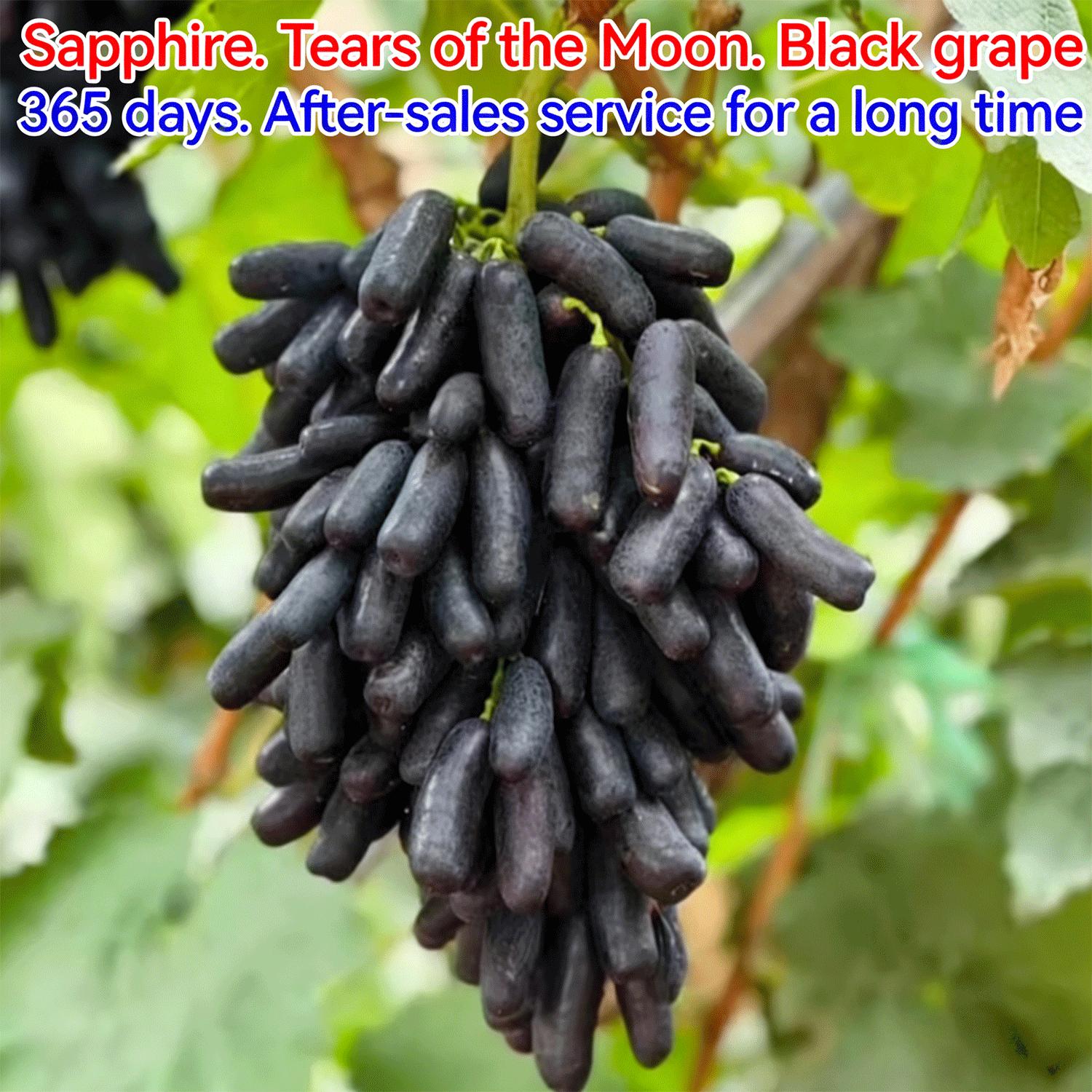 Sweet Sapphire Moonlight Tear Grape Vine Starter Plant – Easy Grow Blue Table Grapes for Home Garden, Climbing Fruit Vine for Patio, Arbor & Vertical Gardening Sweet Sapphire Moonlight Tear Grape Vine Starter Plant – Easy Grow Blue Table Grapes for Home Garden, Climbing Fruit Vine for Patio, Arbor & Vertical Gardening
