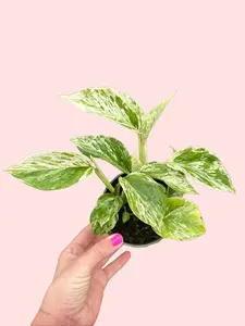 Marble Queen Pothos - Epipremnum aureum 'Marble Queen' - Easy Care Houseplant Pothos Live Plant