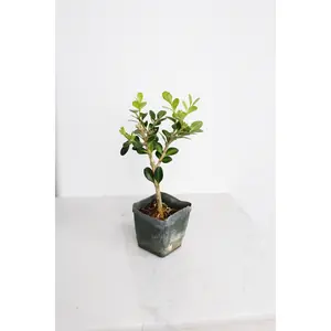 Bonsai Tree Starter - Winter Gem Boxwood Topiary Plant