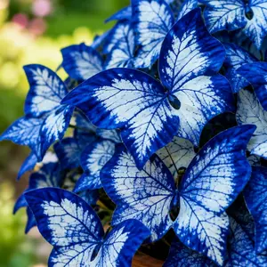800pcs Butterfly Leaf Hosta Seeds – Unique Shade-Loving Perennials for Borders, Planters, Patios & Landscaping