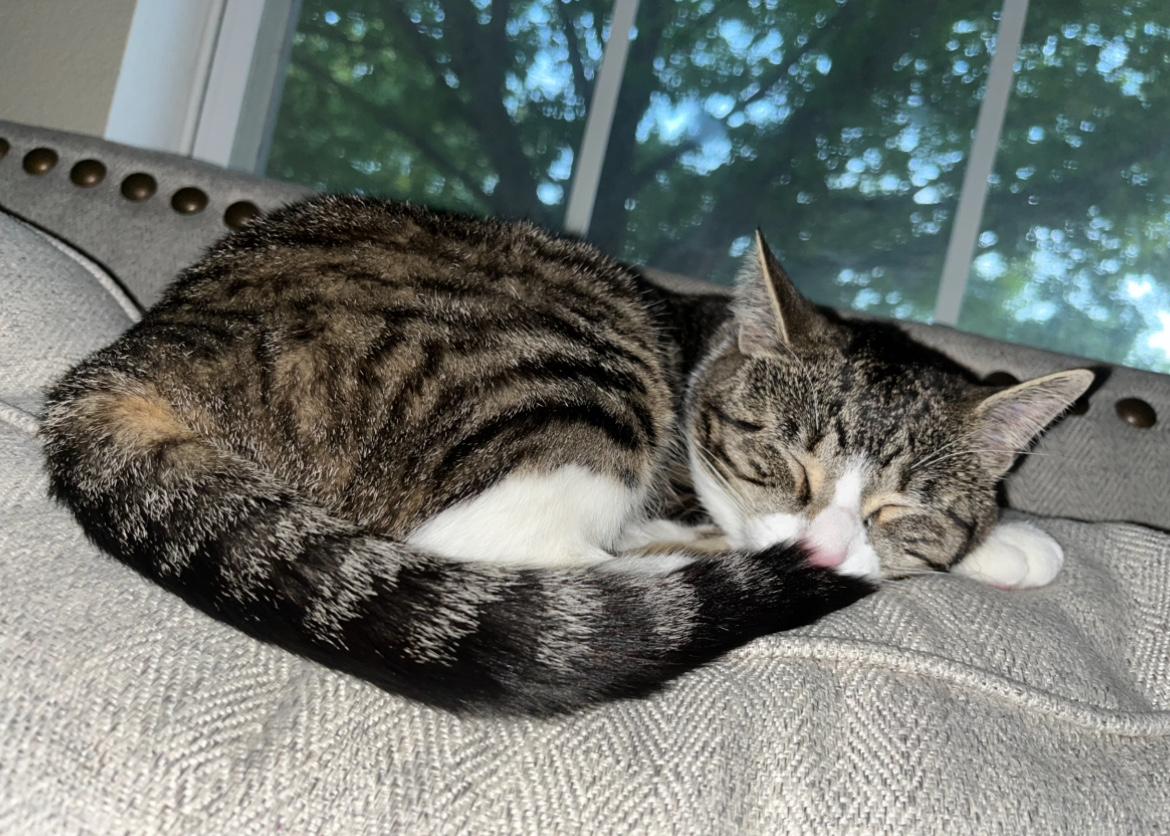 Item: 16oz, Salmon Oil