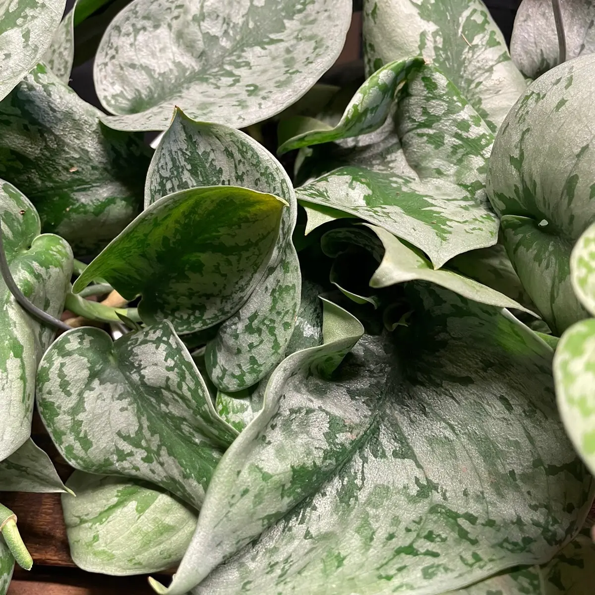 Scindapsus Pictus Exotica Hanging Basket - Decorative Houseplant, Indoor Houseplant for Home Decor