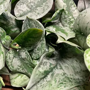 Scindapsus Pictus Exotica Hanging Basket