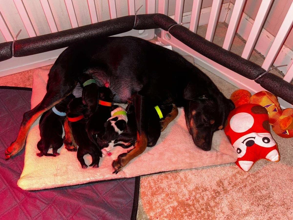 Item: White & 6-Panel 24"